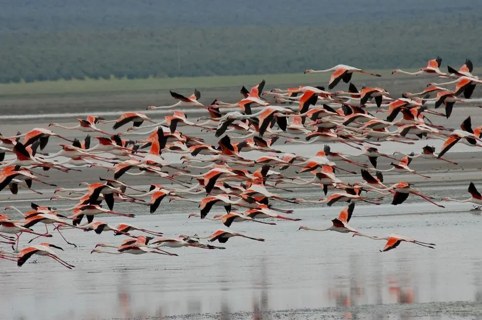 Flamingos at Fuente de Piedra lagoon.