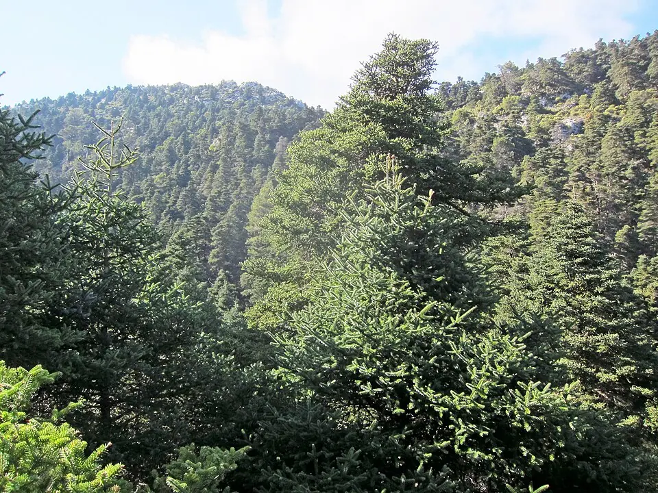 A trail among Spanish firs in the Sierra de las Nieves.