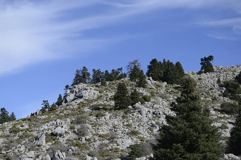 Spanish firs in the Sierra de las Nieves, the botanical treasure of the national park.